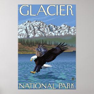 Póster Mergulho da águia americana - parque nacional de