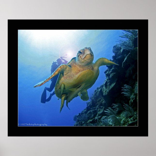 Póster Mergulho e Tartaruga em Belize (Frente)