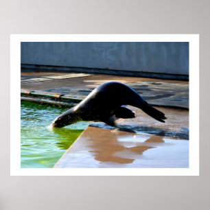 Póster Mergulho no leão-do-mar da Califórnia