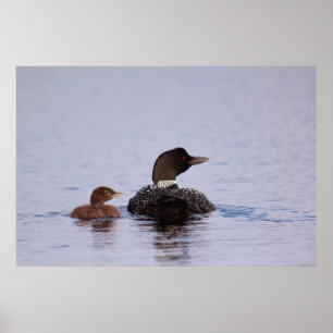 Póster Mergulhões-do-norte no lago bifurcado