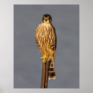 Poster Merlin