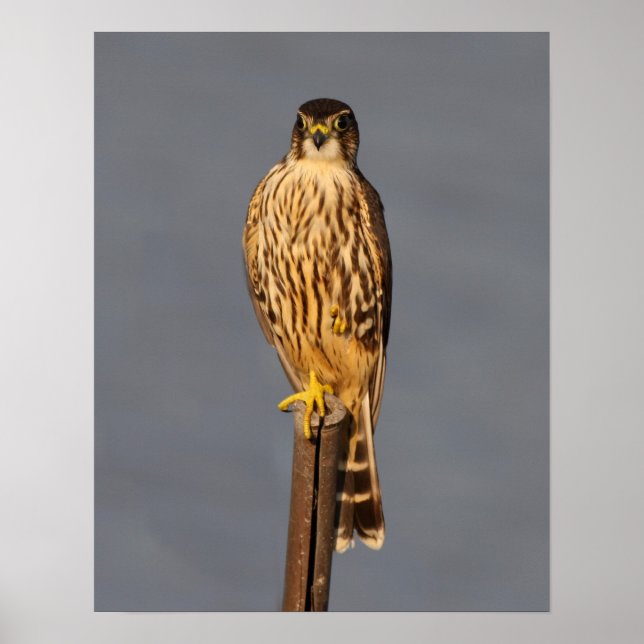 Poster Merlin (Frente)