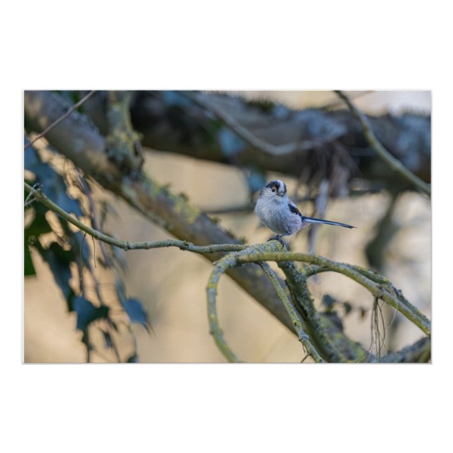 Póster Mésange à longue queue posée (Frente)