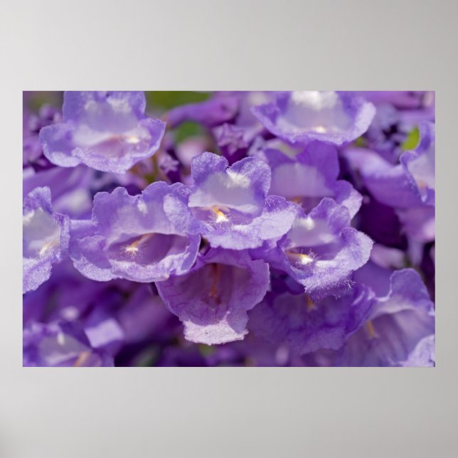 Poster Mesquite Flower (Frente)