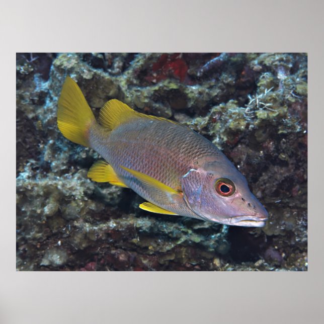 Poster Mestre escolar (Frente)