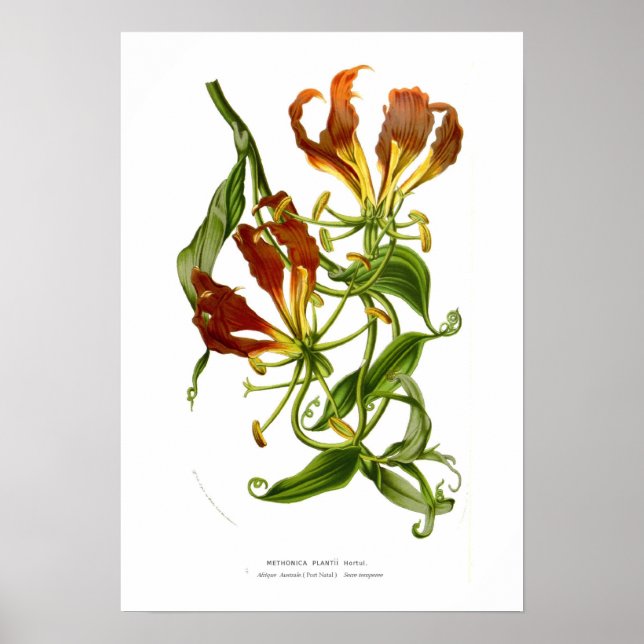 Poster Methonica plantii (Gloriosa superba) (Frente)