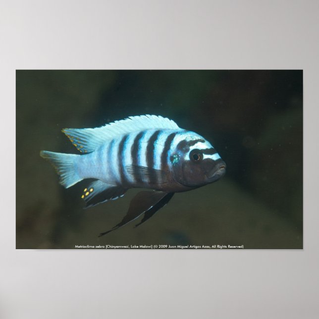 Poster Metriaclima zebra [Chinyamwezi] (Frente)