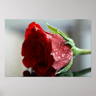 Póster Meu aniversário Rosa