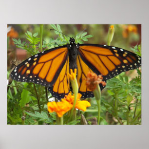 Póster Meu Borboleta-poster do monarca