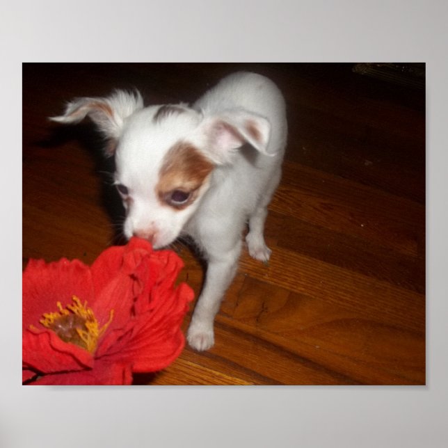 Póster Meu Cachorro (Frente)