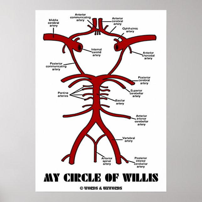 Poster Meu Círculo De Willis (Artérias Anatômicas) (Frente)