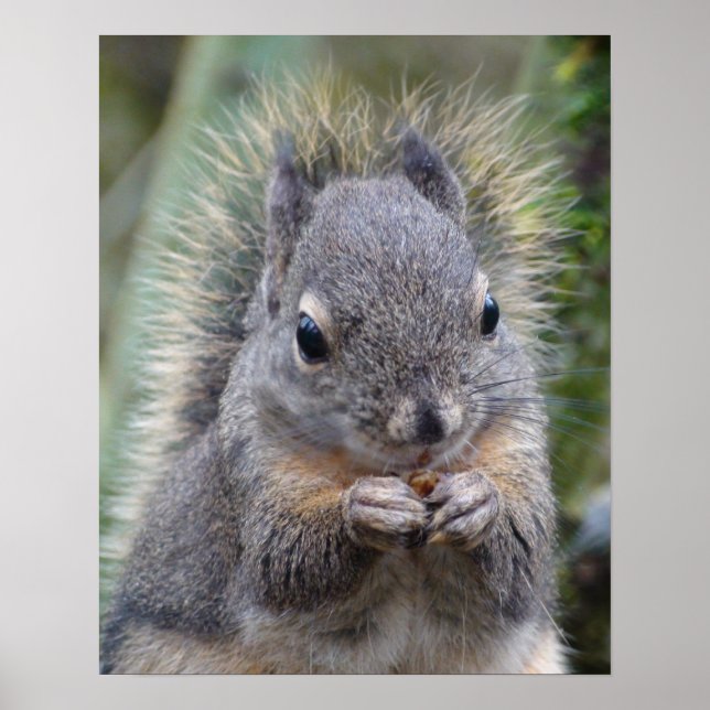 Póster Meu Felpudo Amigo (Frente)