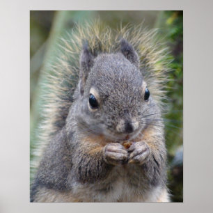 Póster Meu felpudo do amigo