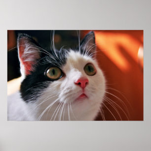 Poster Meu gato