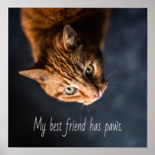 Poster Meu melhor amigo tem patas, Cat Kitten Cute