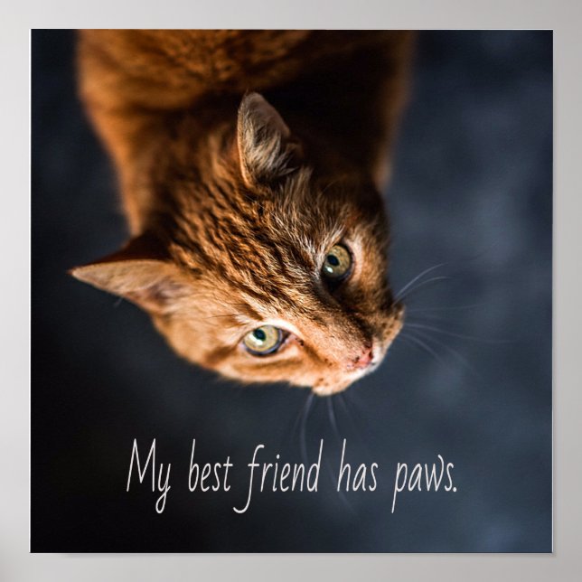 Poster Meu melhor amigo tem patas, Cat Kitten Cute (Frente)