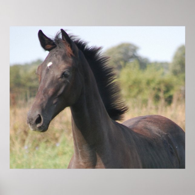 Póster Meu novo pônei (Frente)