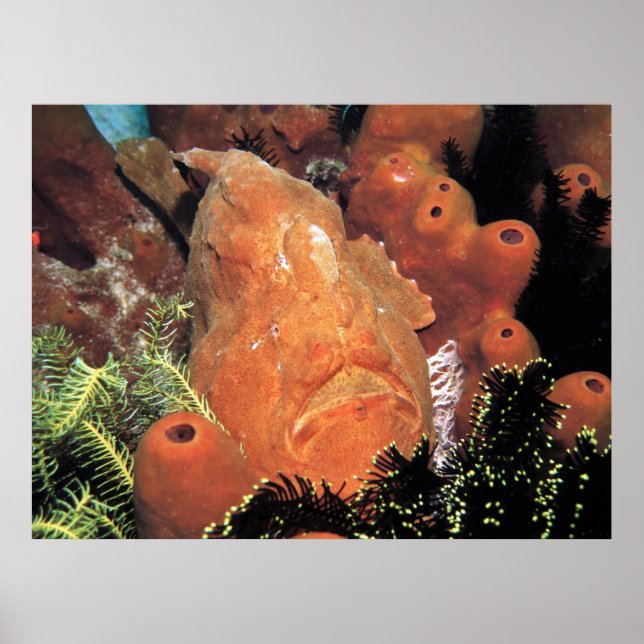 Poster Meu Peixe-Rã (Frente)