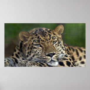 Póster Meus últimos dias na Terra...