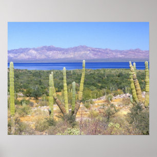 Póster México, Baja California Sur, Cardon Cactus em