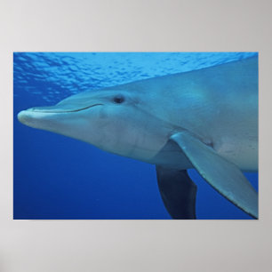 Poster Mexico, Cozumel. Bottlenosed Dolphin, Tursiops 4