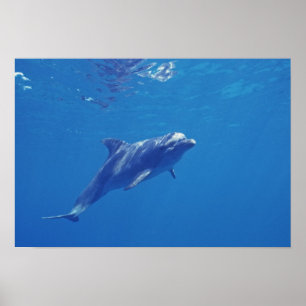 Póster México, Cozumel. Golfinho Nariz de Garrafa