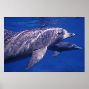 Póster México, Cozumel. Golfinho Nariz de Garrafa, Tursio