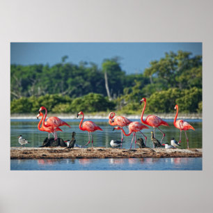 Póster México Rio Lagartos