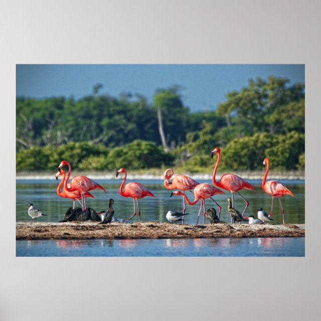 Póster México Rio Lagartos (Frente)