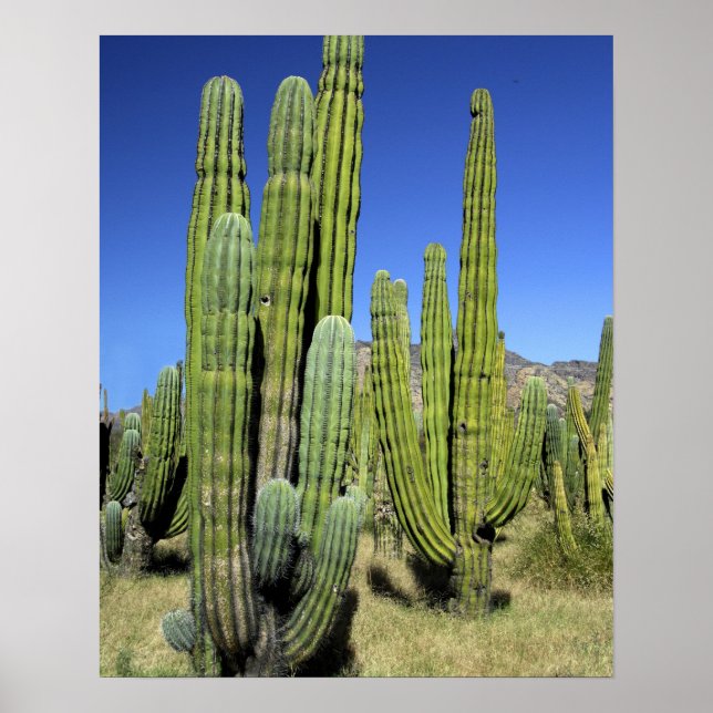 Póster México, Sonora, San Carlos. Saguaro e Organ Pipe (Frente)