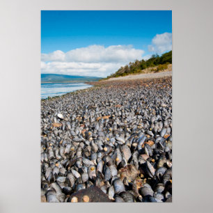 Póster Mexilhões na costa da Patagônia, Argentina
