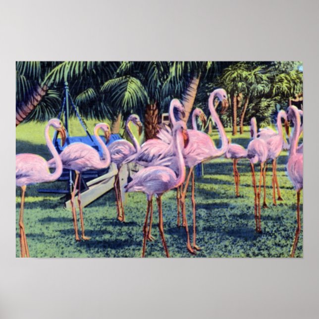 Poster Miami Florida Flamingos no Hialeah Park (Frente)