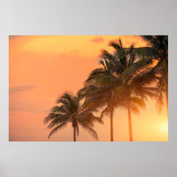 Miami Palms