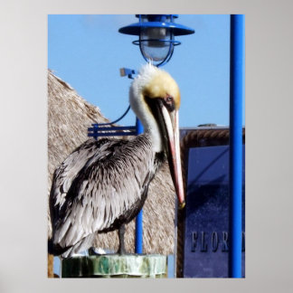 Póster Miami Pelican