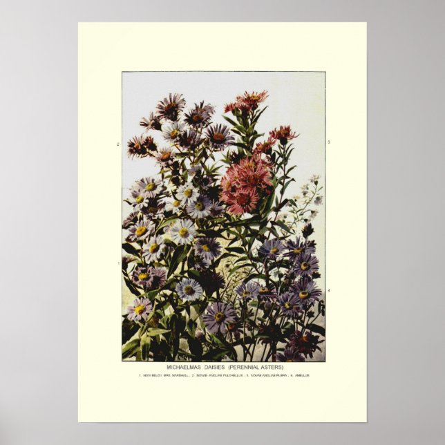 Poster Michaelmas daisies (Frente)