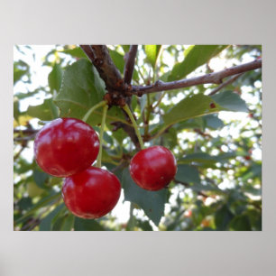 Póster Michigan Cherries
