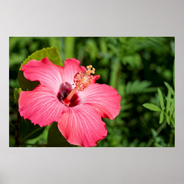 Póster Michigan, Dearborn. Detalhe Do Hibiscus Rosa (Frente)