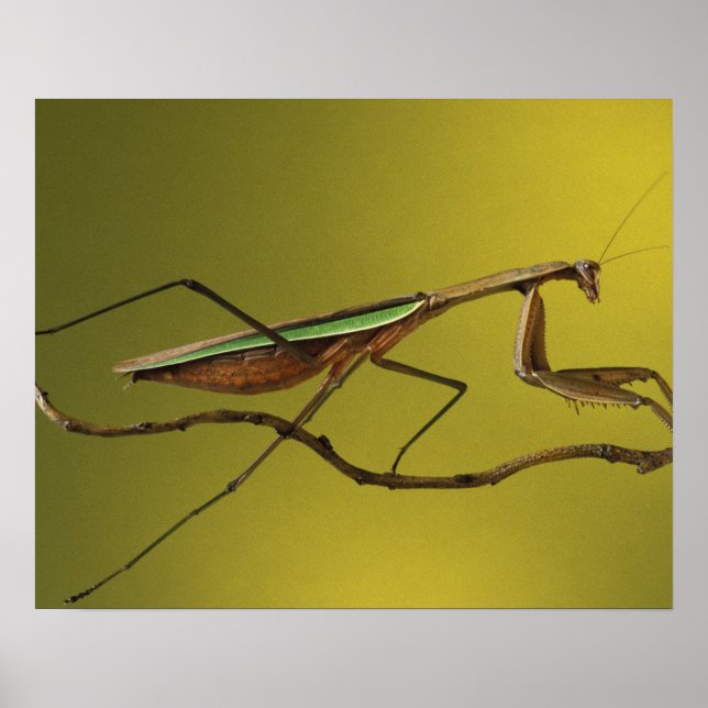 Póster Michigan, Rochester Colinas. Rezando Mantis em (Frente)