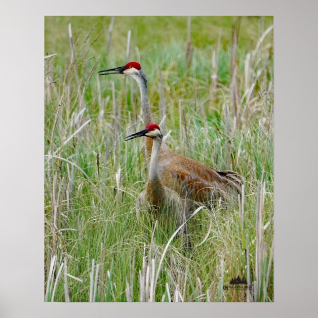 Poster Michigan Sandhill Cranes (Frente)