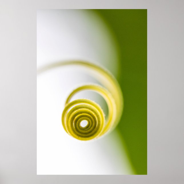 Poster Micro fotografia do caule vegetal (Frente)