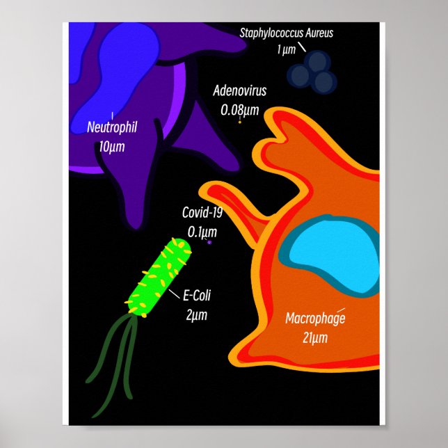 Poster Microbiologia Macro (Frente)