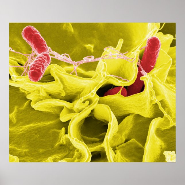 Póster Micrografia Eletrônica Com Salmonella Typhimurium (Frente)