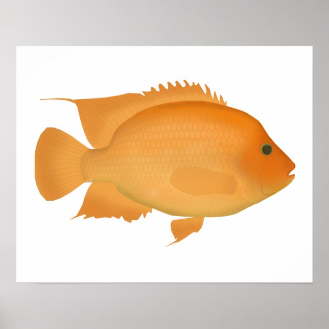 Poster Midas (Frente)