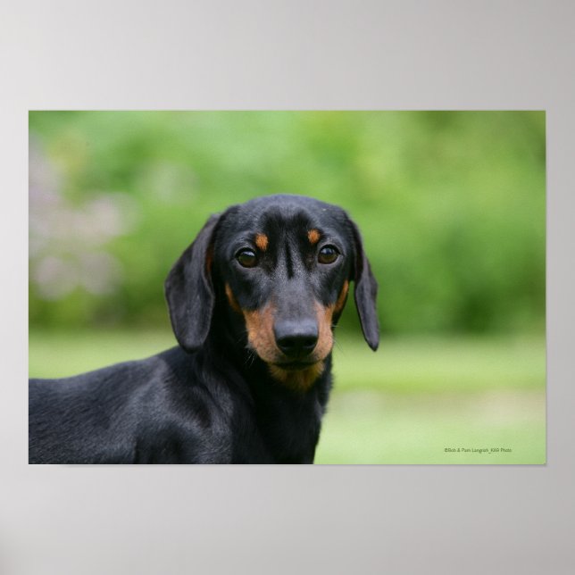 Póster Mídia Preta e Tan Dachshund 1 (Frente)