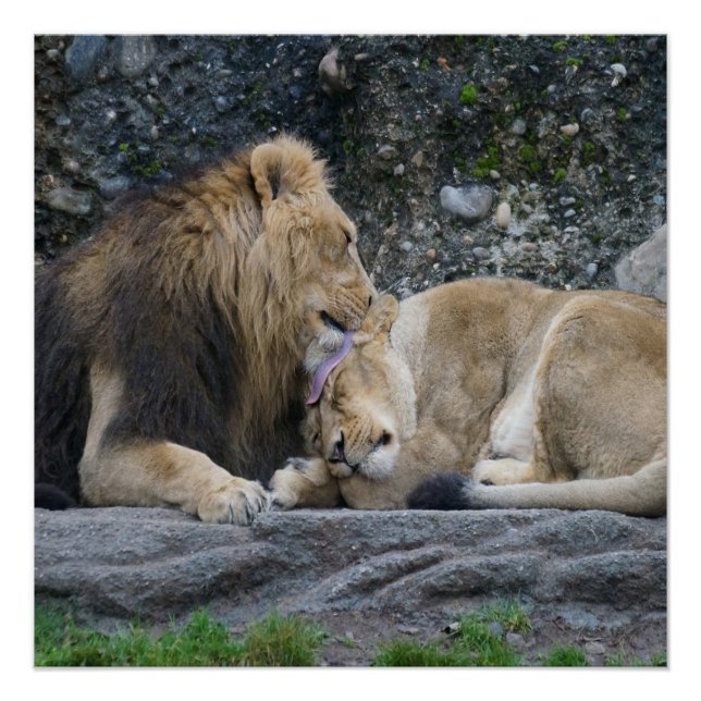 Póster Mighty Lion Love Poster (Frente)
