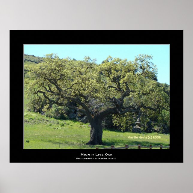 Póster Mighty Live Oak (Frente)