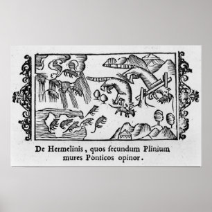 Póster Migração dos lemmings