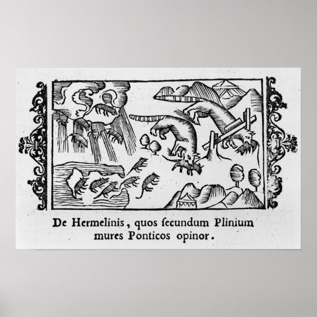 Póster Migração dos limmings (Frente)