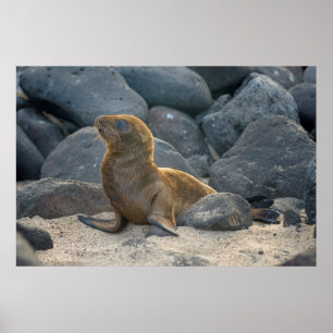 Póster Milhão das Galápagos