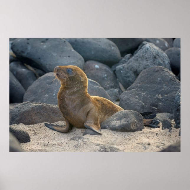 Póster Milhão das Galápagos (Frente)